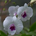 Dendrobium Glory White X Siriratina